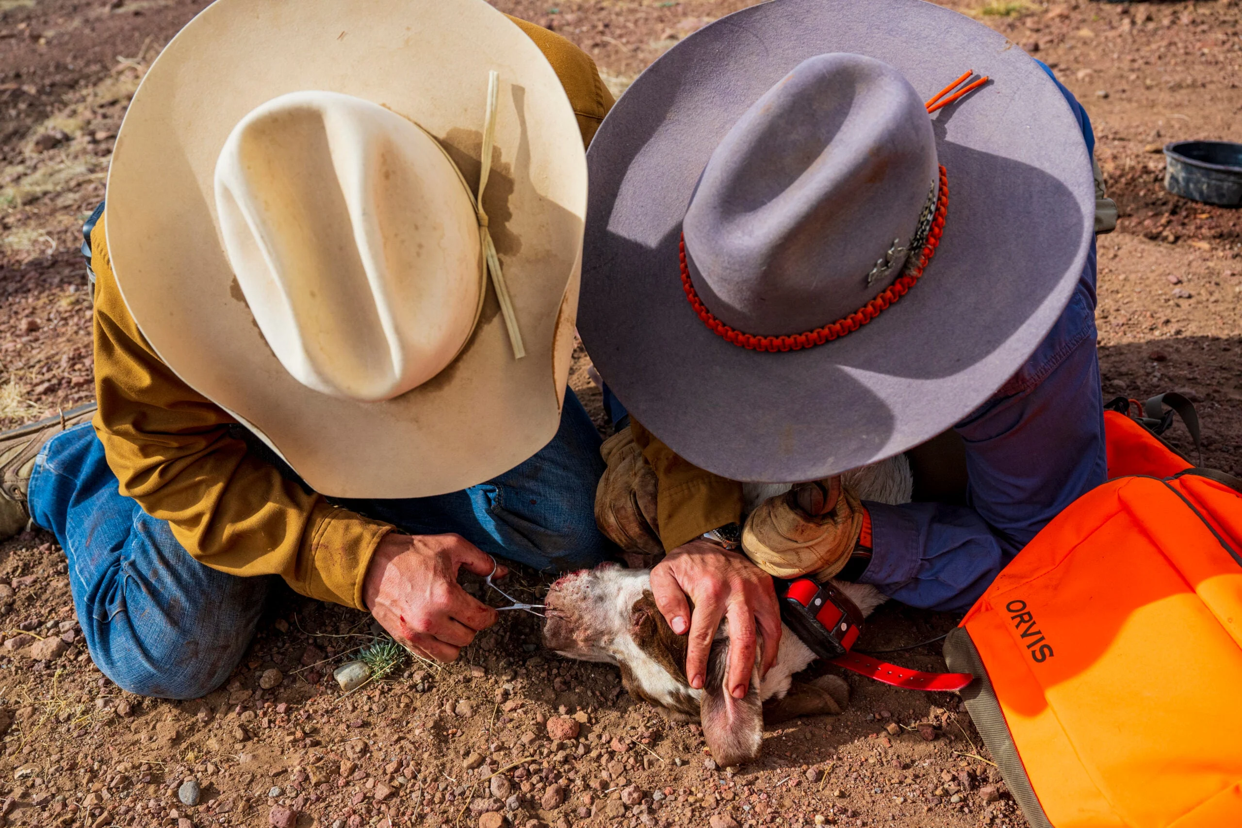 two hunters remove quills from a dog's muzzle