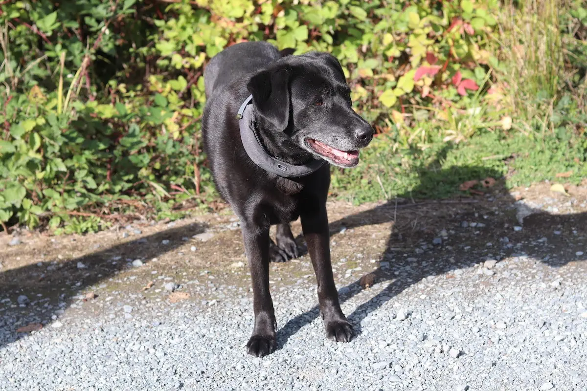 Black lab wearing Halo Collar 3 for invisible fence