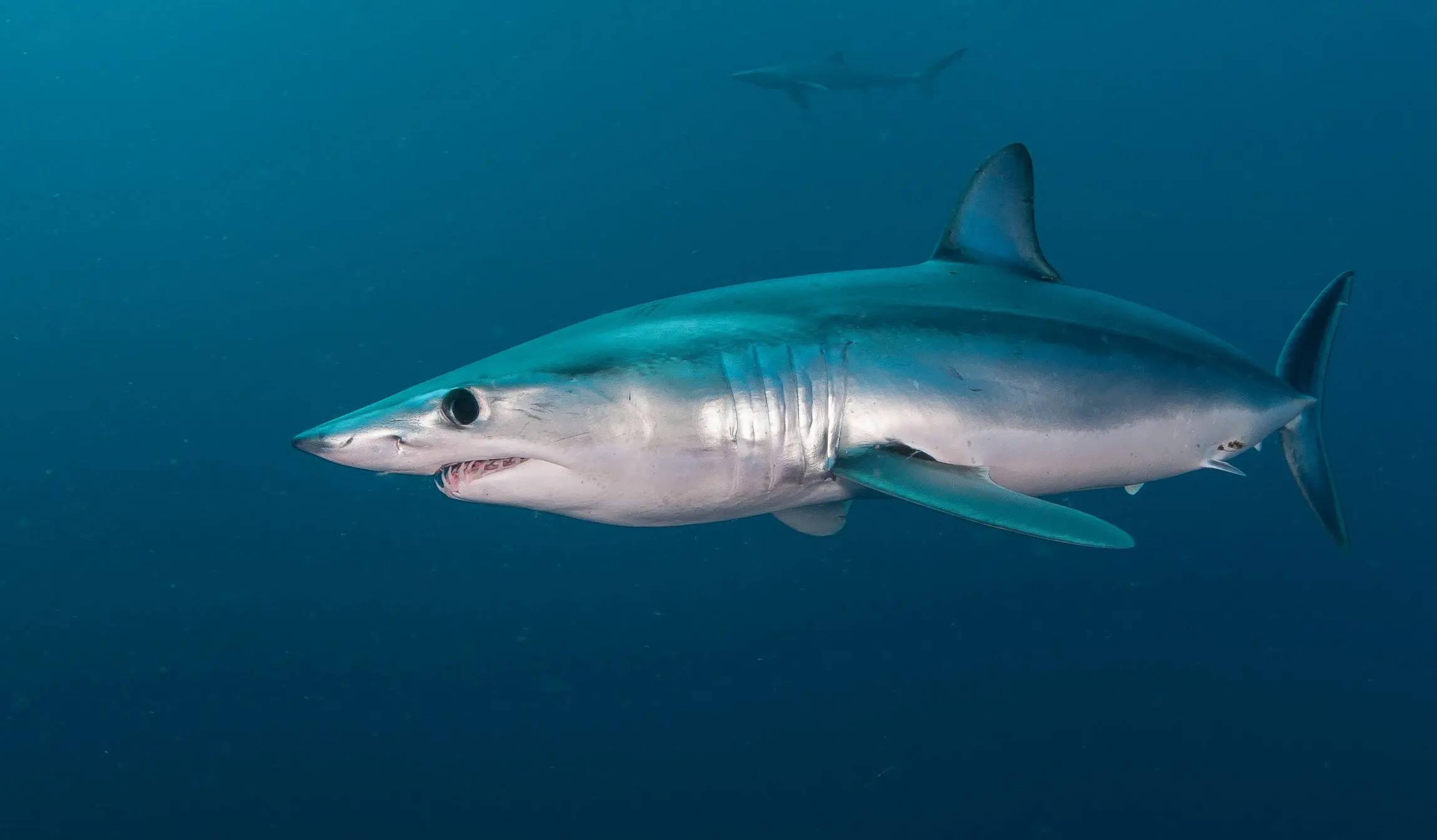 photo of a shortfin mako