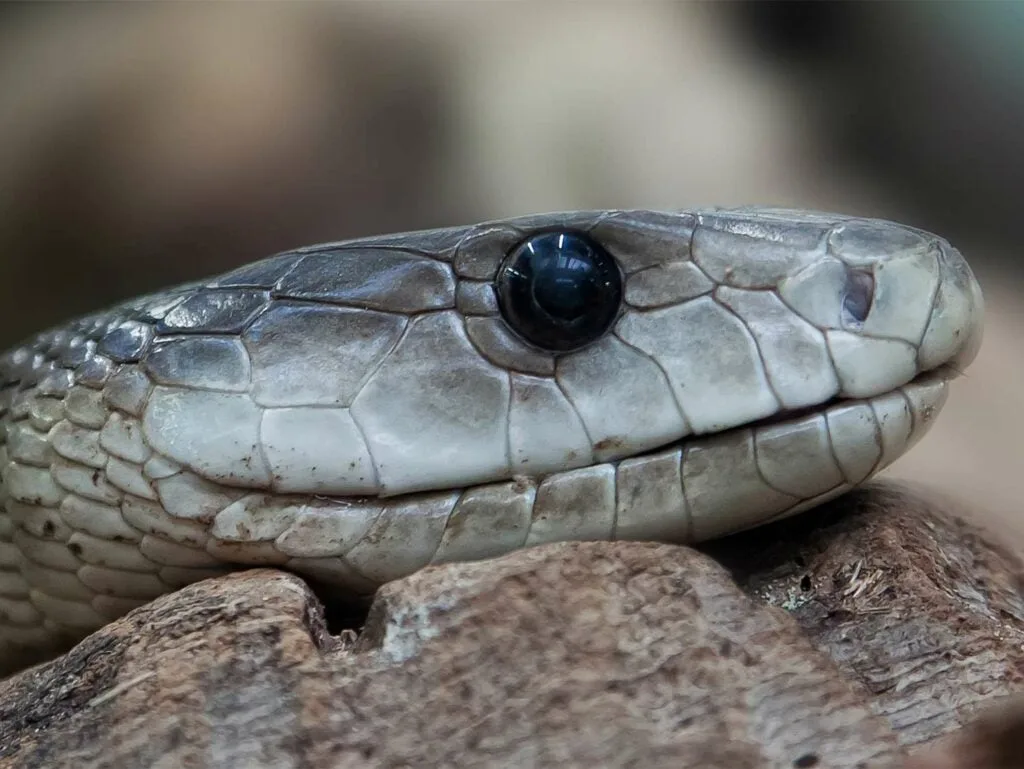 Close up of a black mambas face.