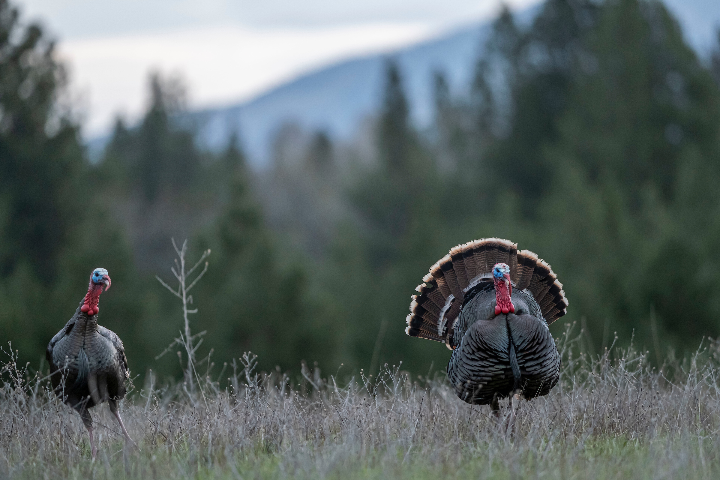 A pair of tom turkeys, one strutting, move through an open meadow with trees and mountains in the background. 