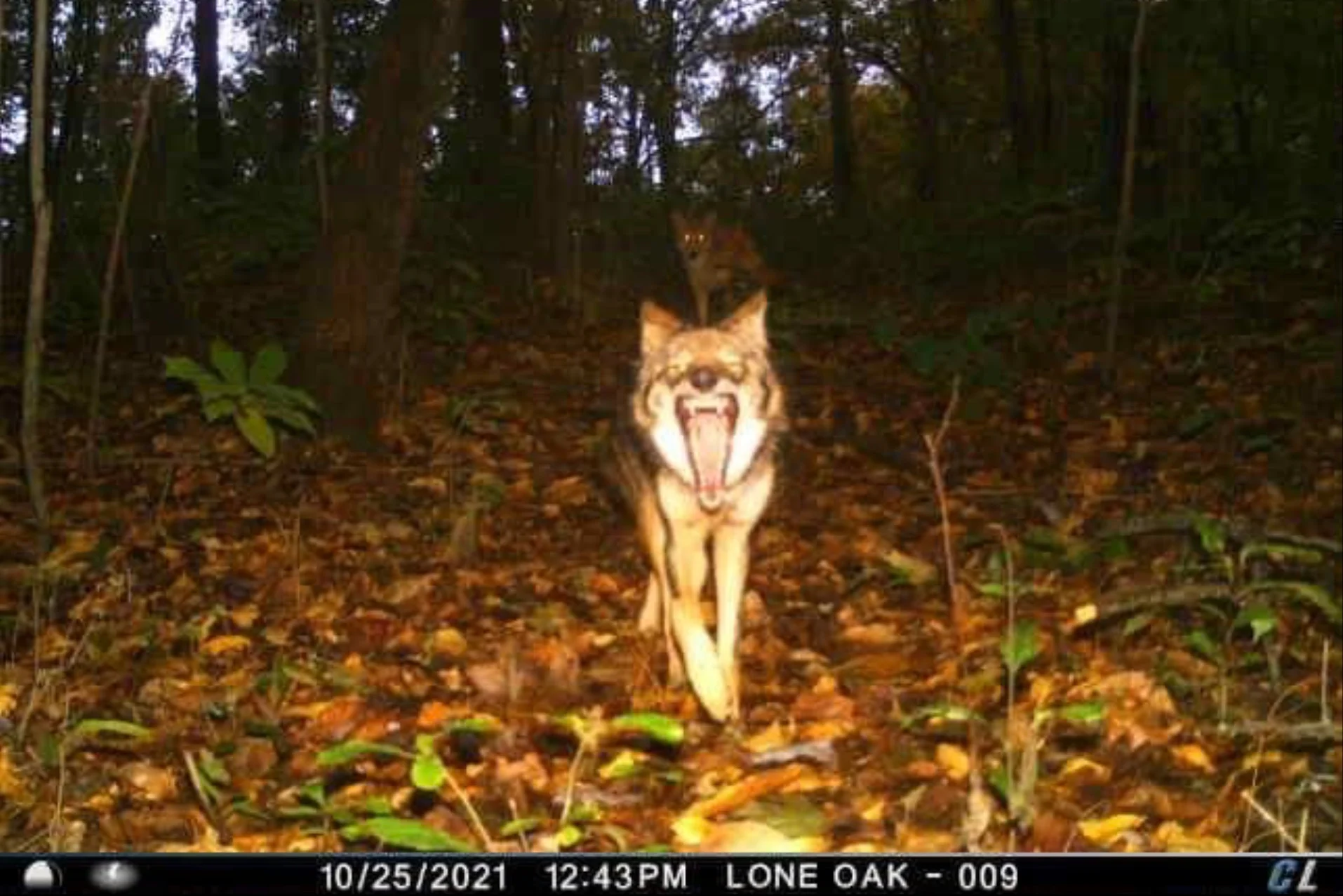 A coyote walked through the woods with it's mouth wide open.