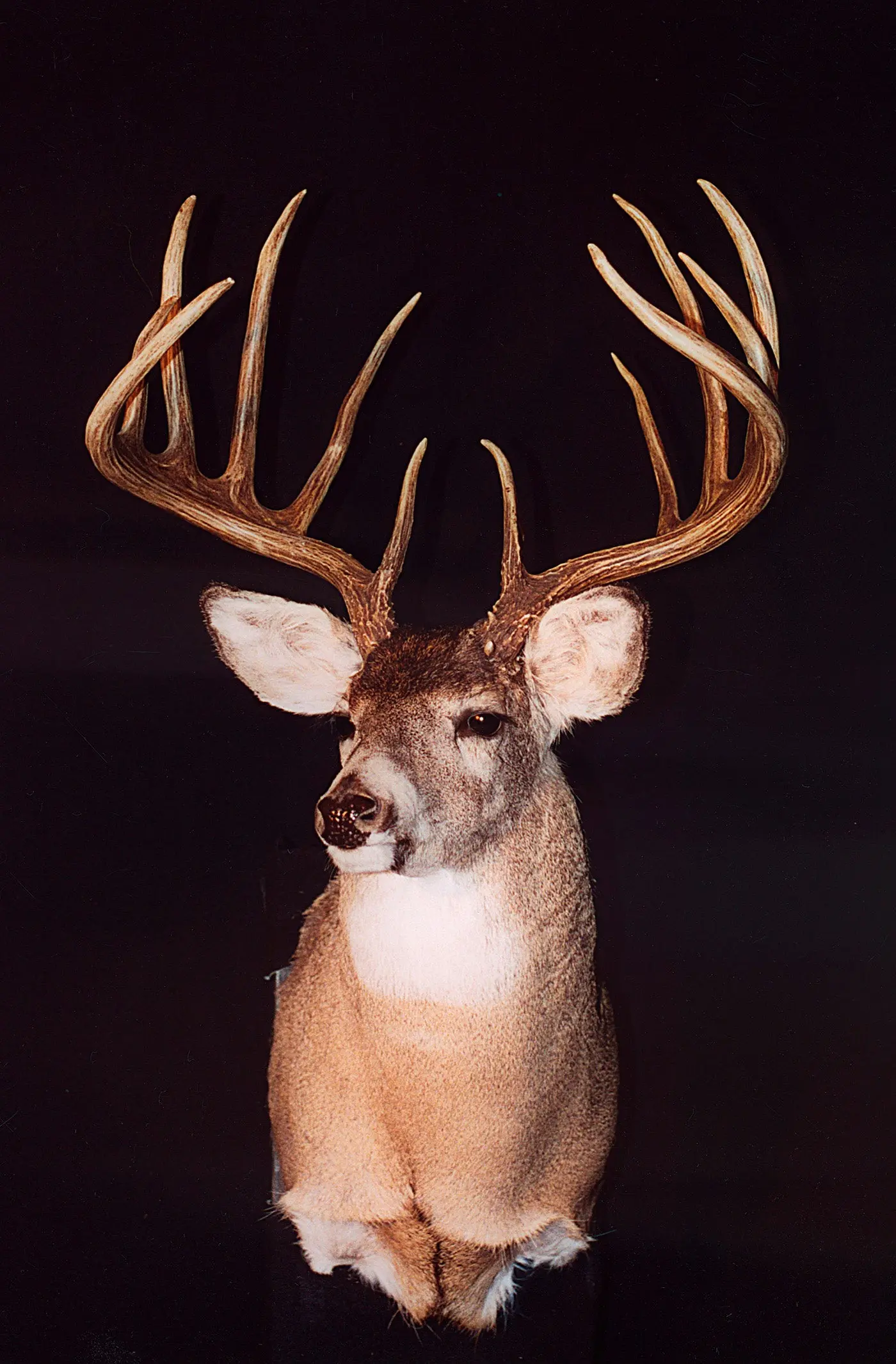 B&amp;C record whitetail deer from Montana