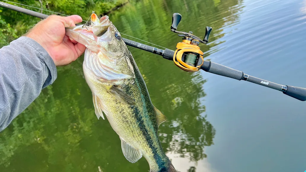 Largemouth bass held up with Lew's TP Gen 3 casting rod