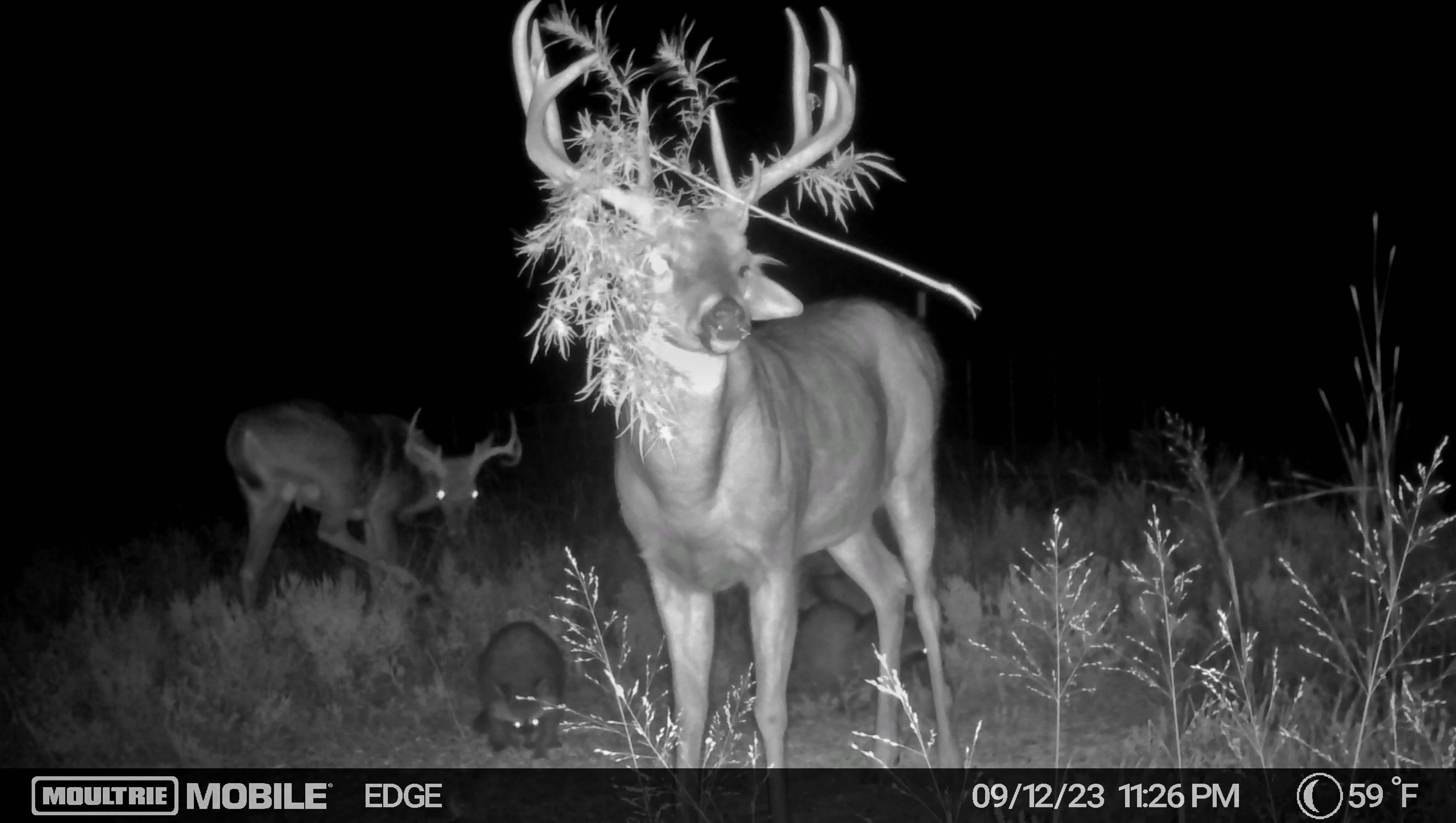 A black and white trail cam picture of a buck with brush in his antlers.