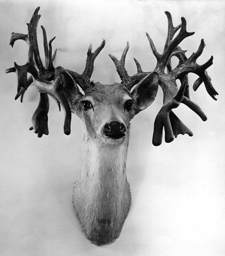 10 Of The Biggest World-Record Bucks Ever | Field & Stream