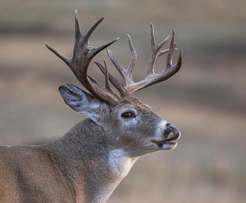 A whitetail deer opens it mouth to make a vocalization.
