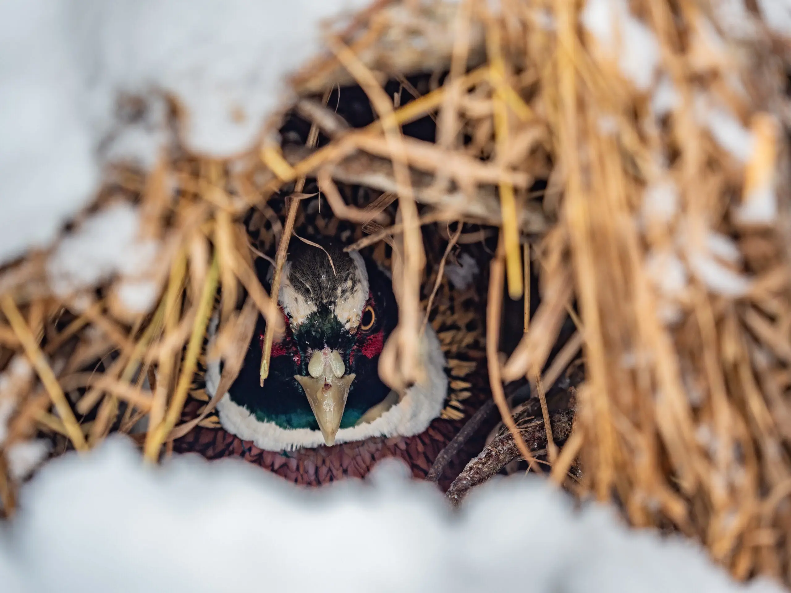 Ringneck pheasant hiding in tall grass with snow on the ground.