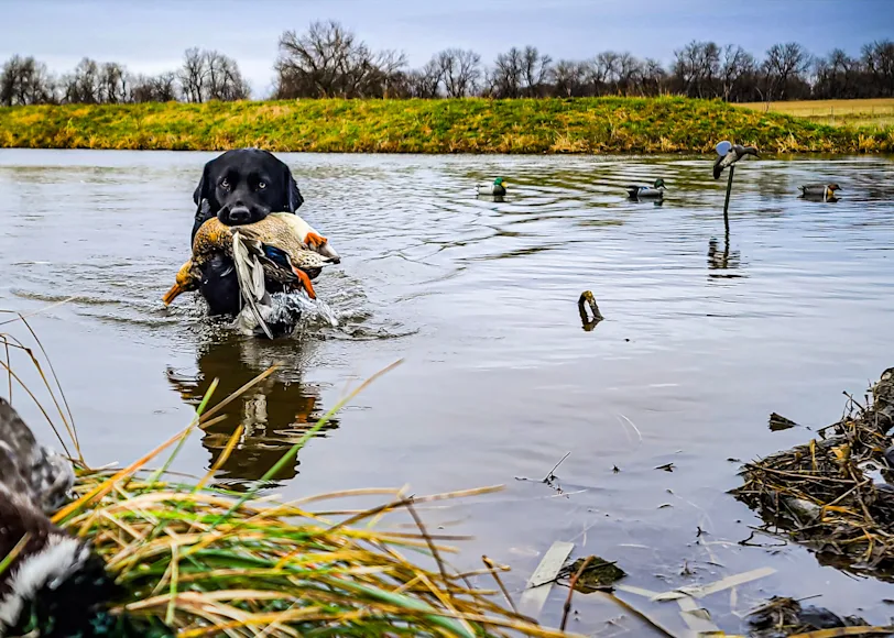 A labrador retrieving duck in a wetland area.