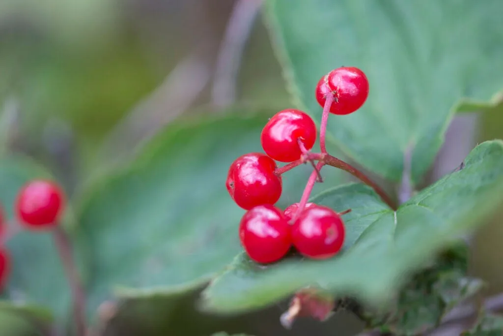 Highbush cranberries.