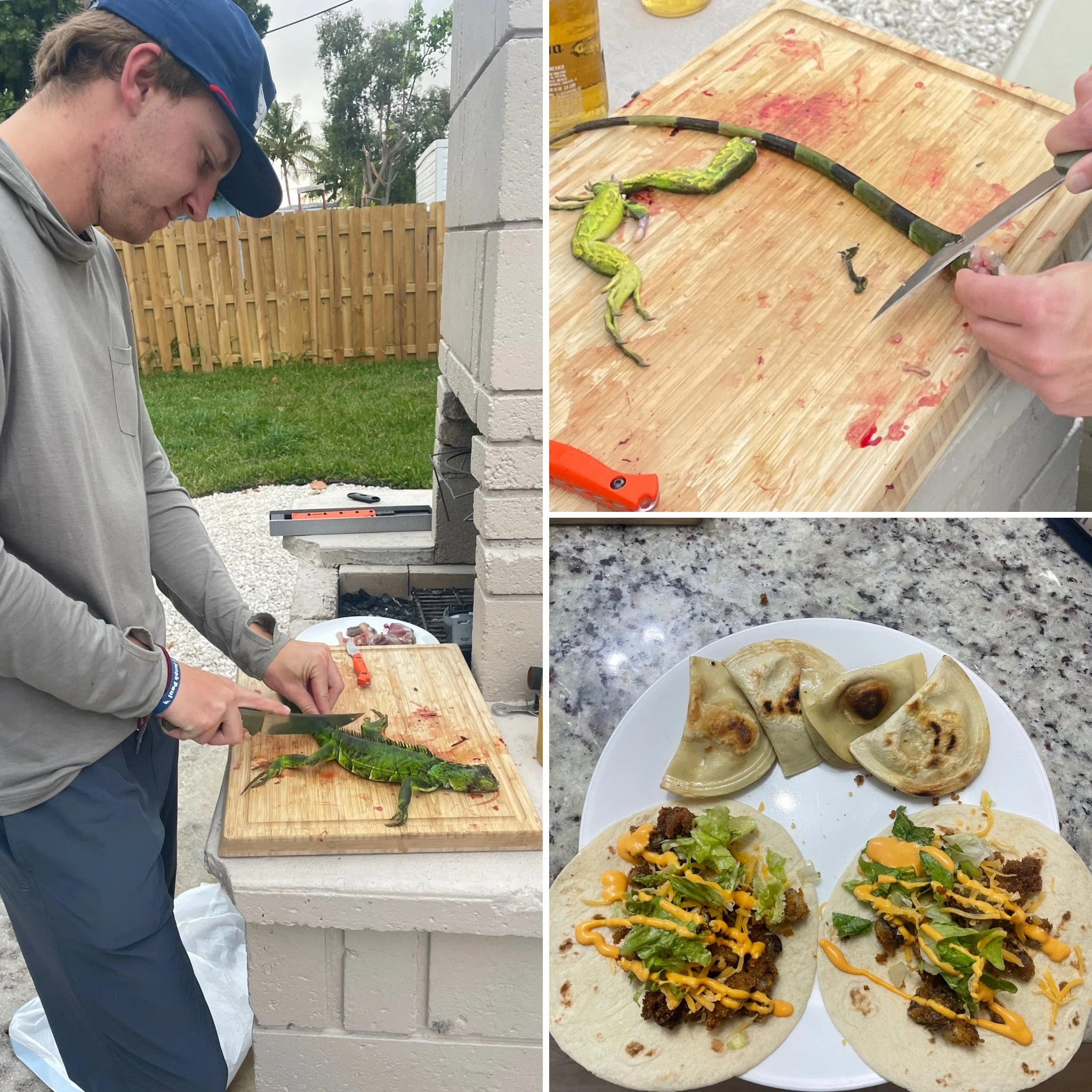 florida iguana hunting, cooking iguanas