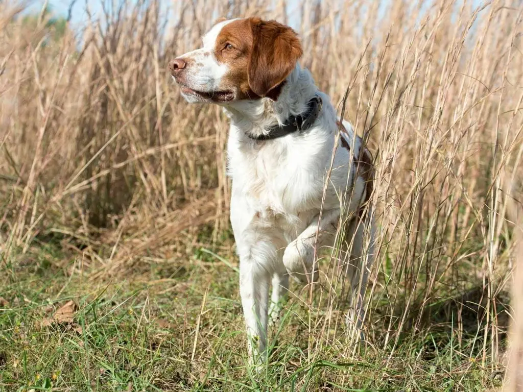 a brittany spaniel