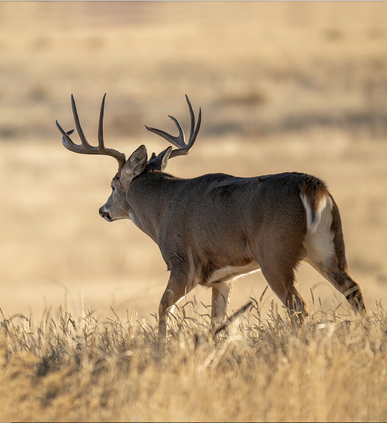 A big whitetail buck walks away into a vast prairie. 