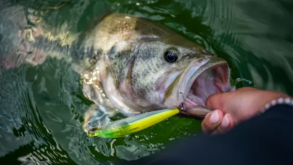 An angler lips a big largemouth pass with a lure in its mouth.