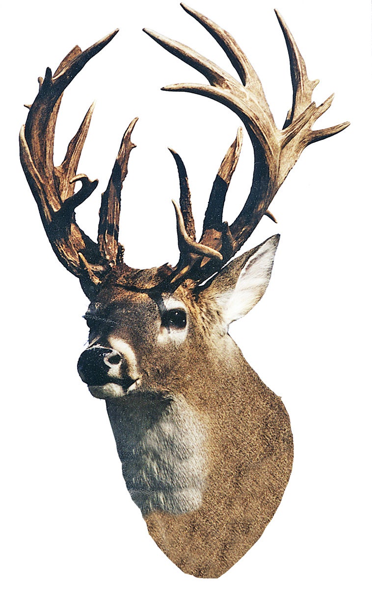 The Biggest B&C NonTypical Whitetail Deer | Field & Stream