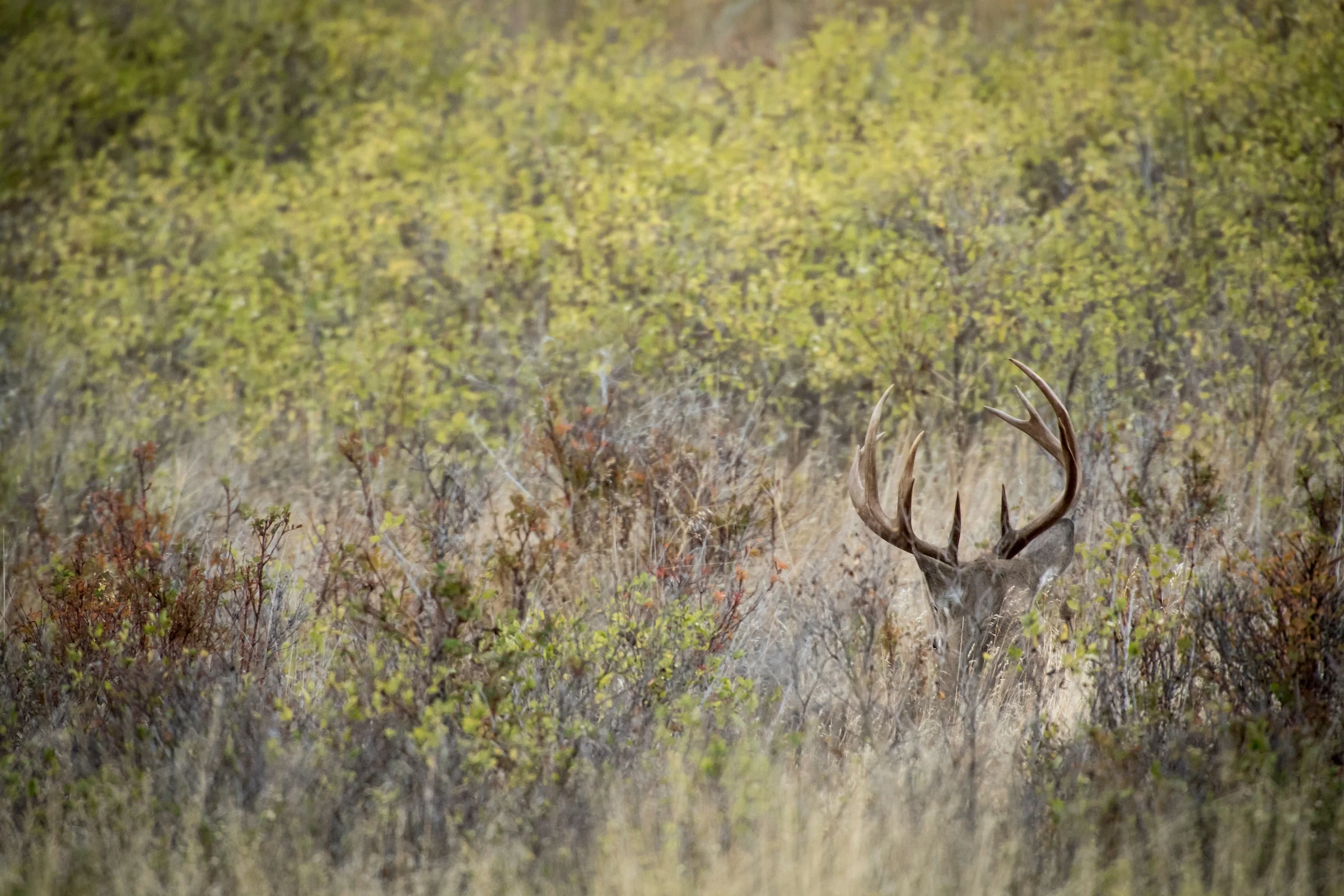 photo of a bedded buck