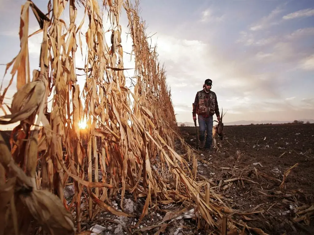 hunter walking in a field while holding pheasant