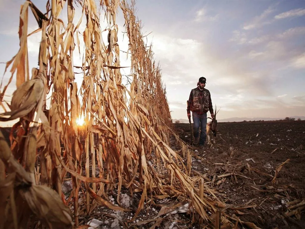 hunter walking in a field while holding pheasant