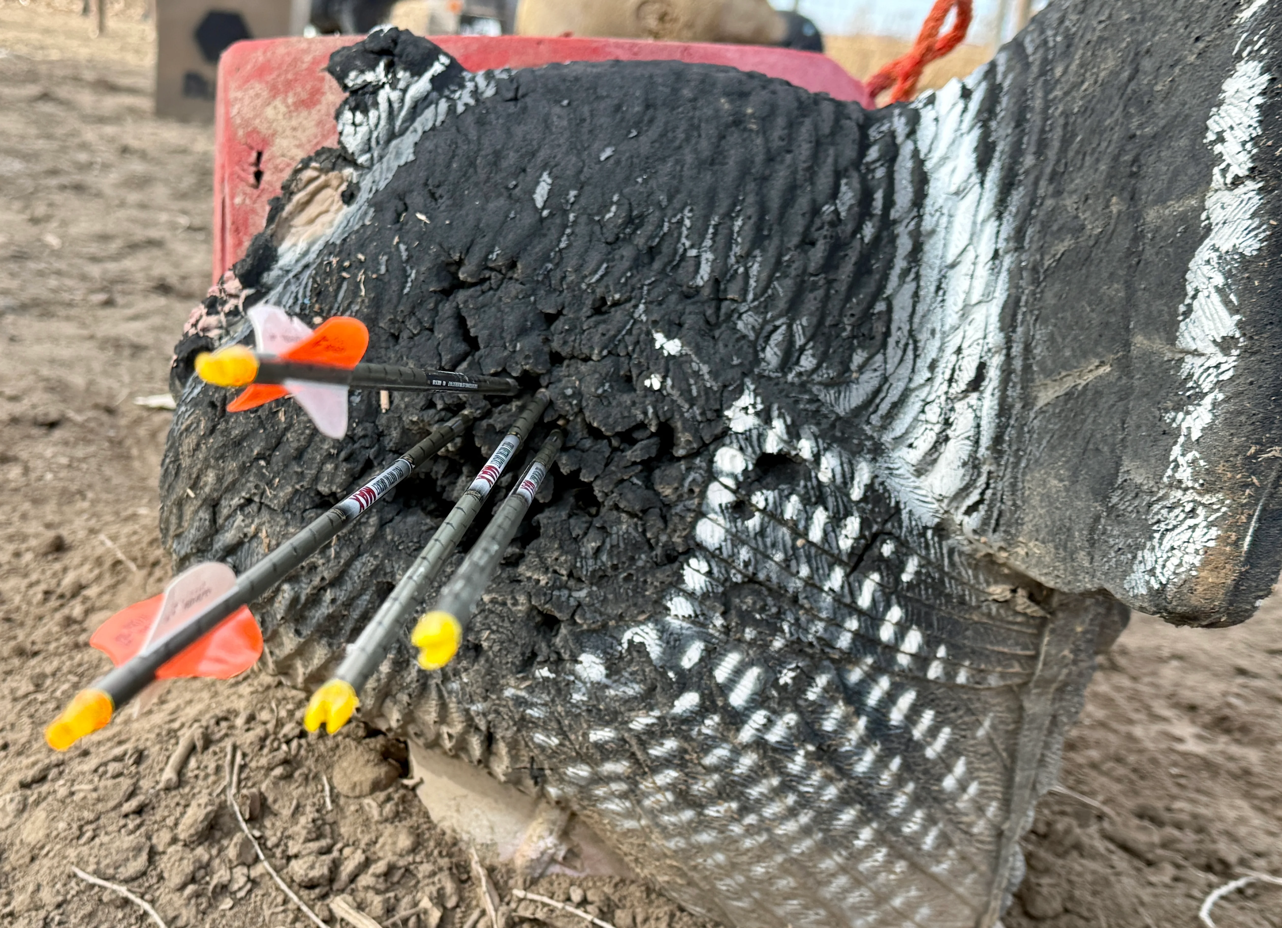 Four arrows in a turkey 3D target.