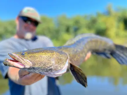 Fisherman holds a snakehead fish.