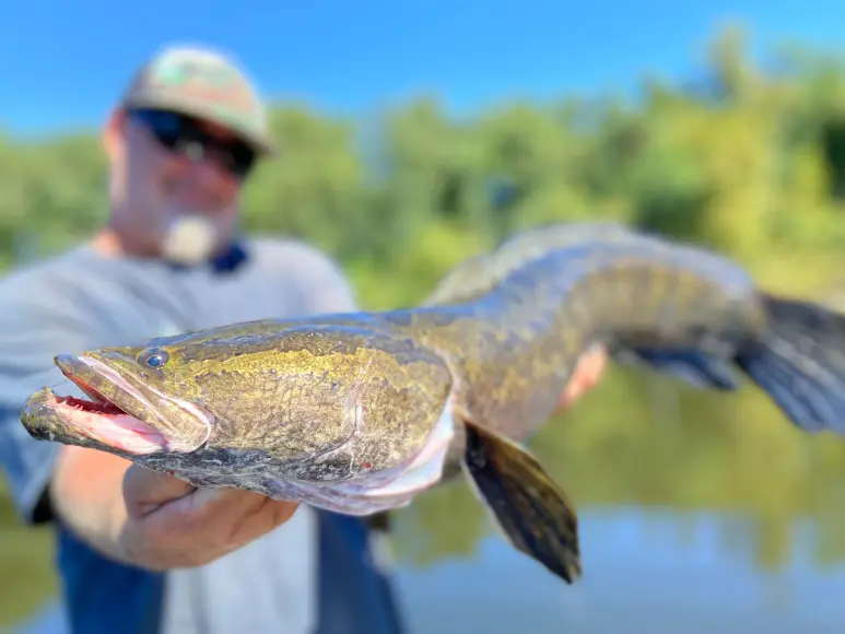 Fisherman holds a snakehead fish.