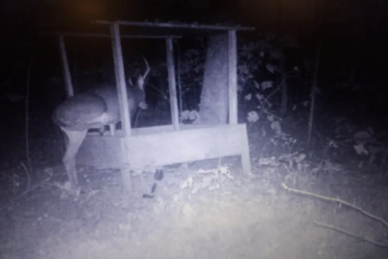 wildest trail camera photo, deer feeding