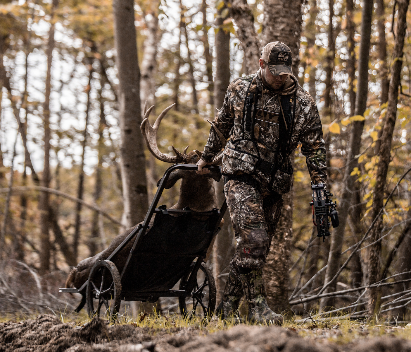 A bow hunter pulls a whitetail buck out of the woods in a cart. 