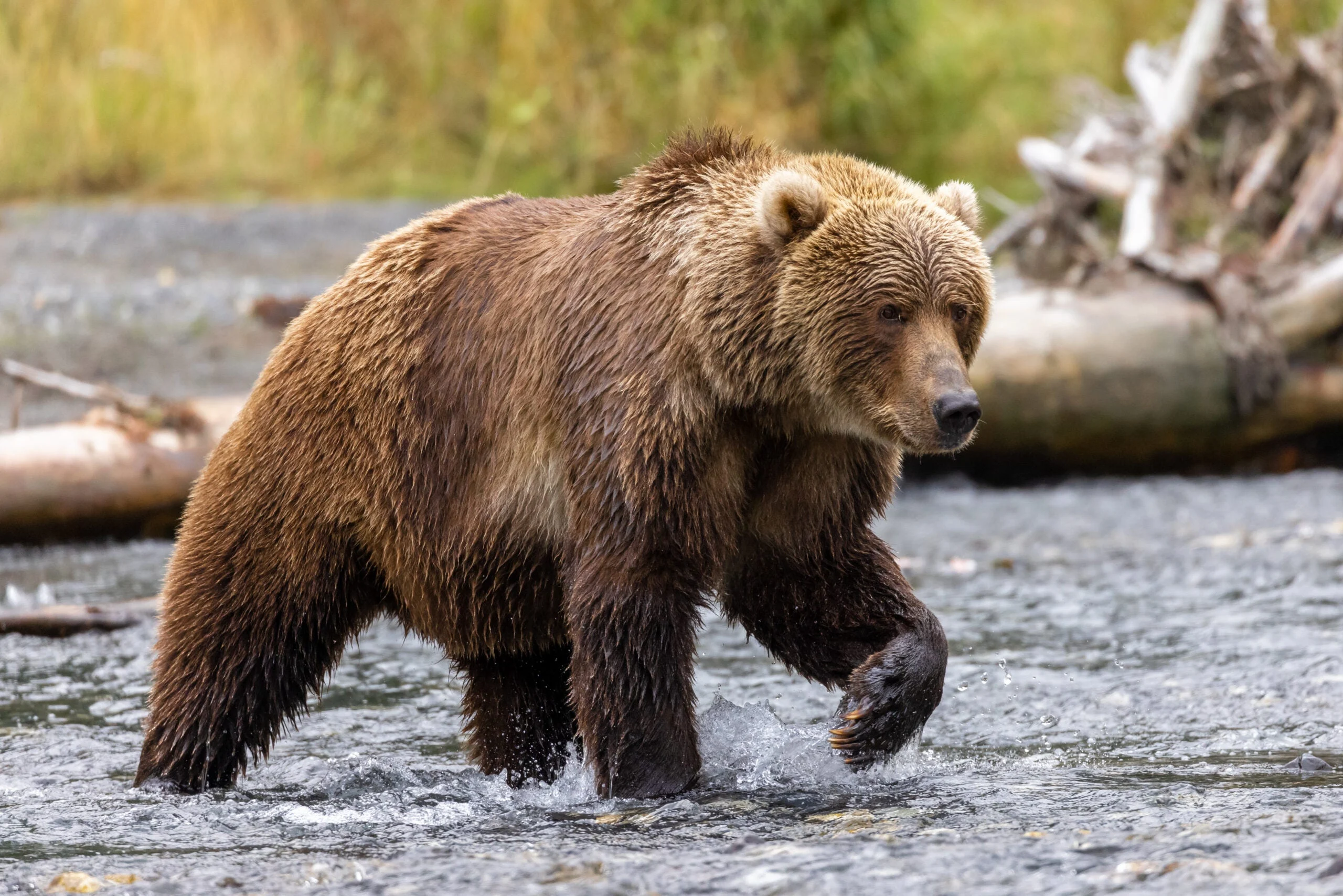 A huge coastal brown bear fishes for salmon in a river on Kodiak Island, Alaska.