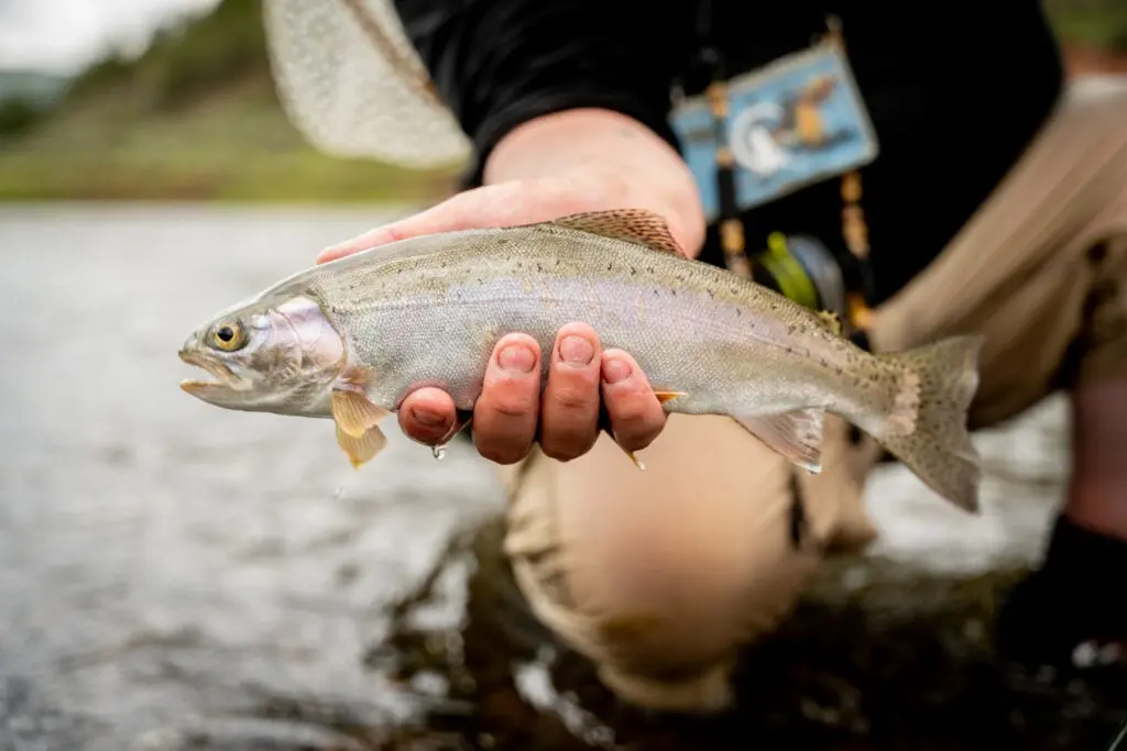 An angler shows off a nice rainbow from the Colorado River. 