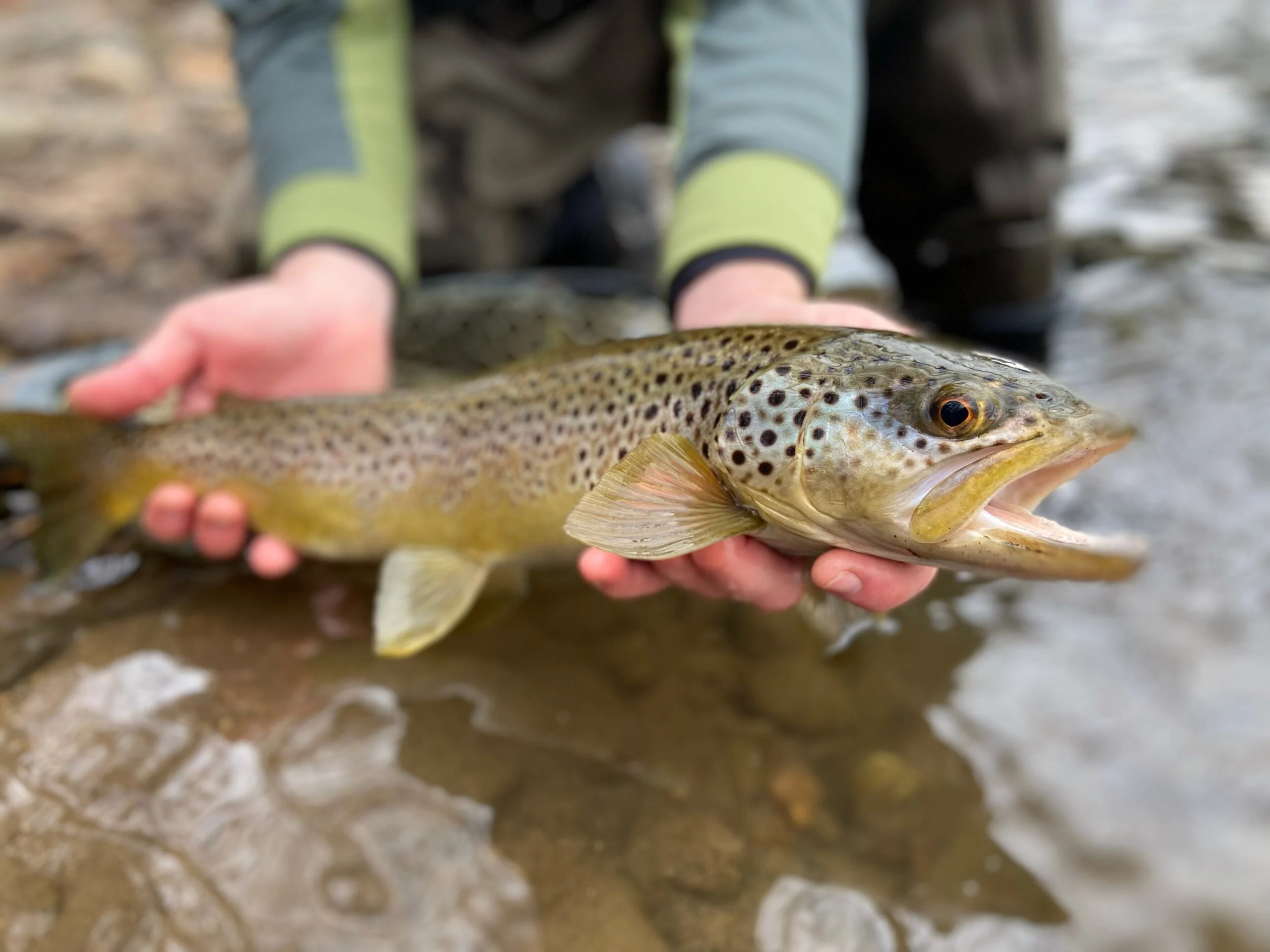 photo of brown trout