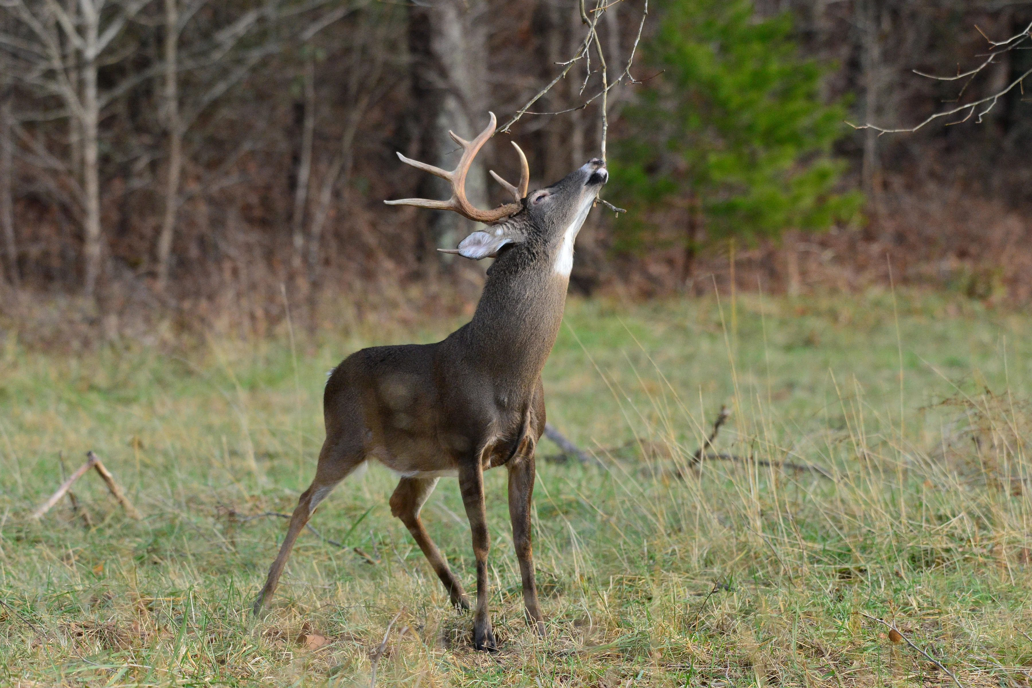 A whitetail buck rubs it's face again an overhanging branch in a field. 