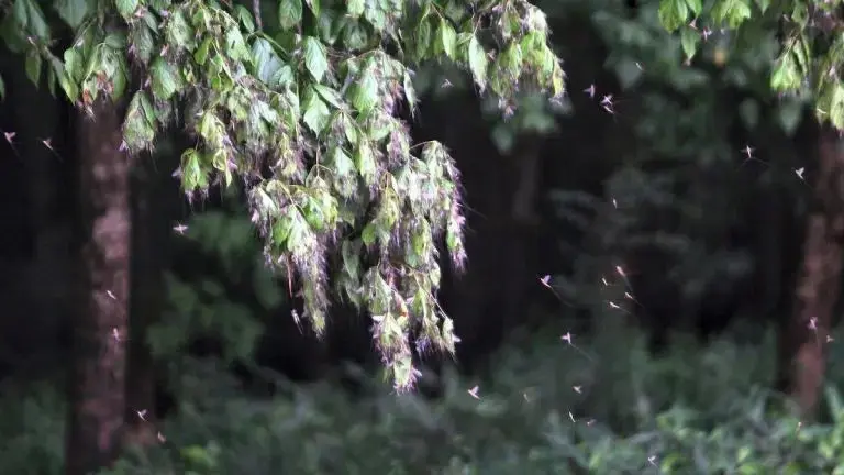 photo of mayfly hatch for frog fishing