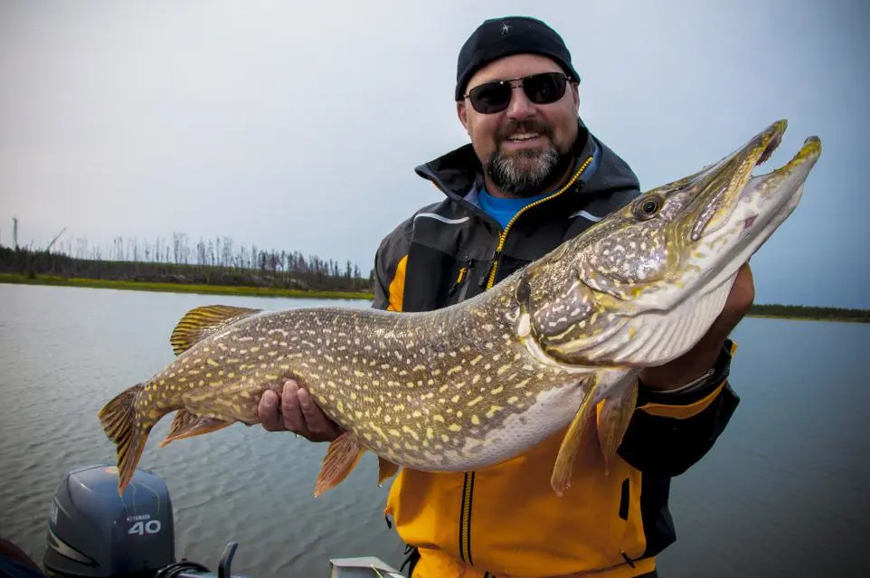 A fisherman holds a big pike.