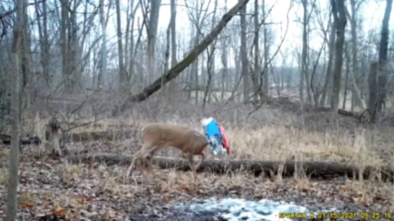 trail-camera photo of whitetail buck with plastic in antlers