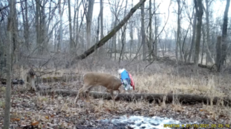 trail-camera photo of whitetail buck with plastic in antlers