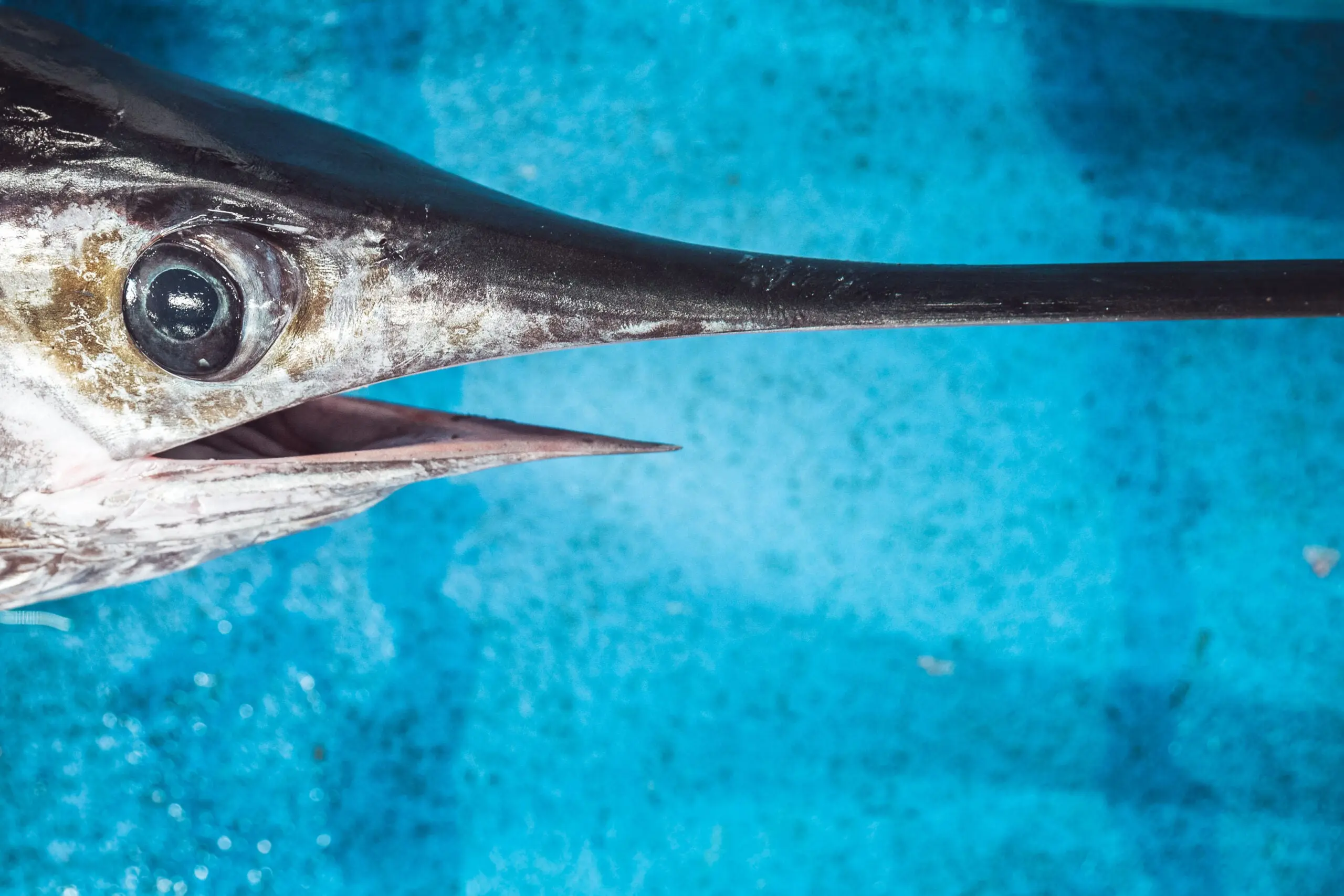 A close look at the large eye of a swordfish resting on a blue table.