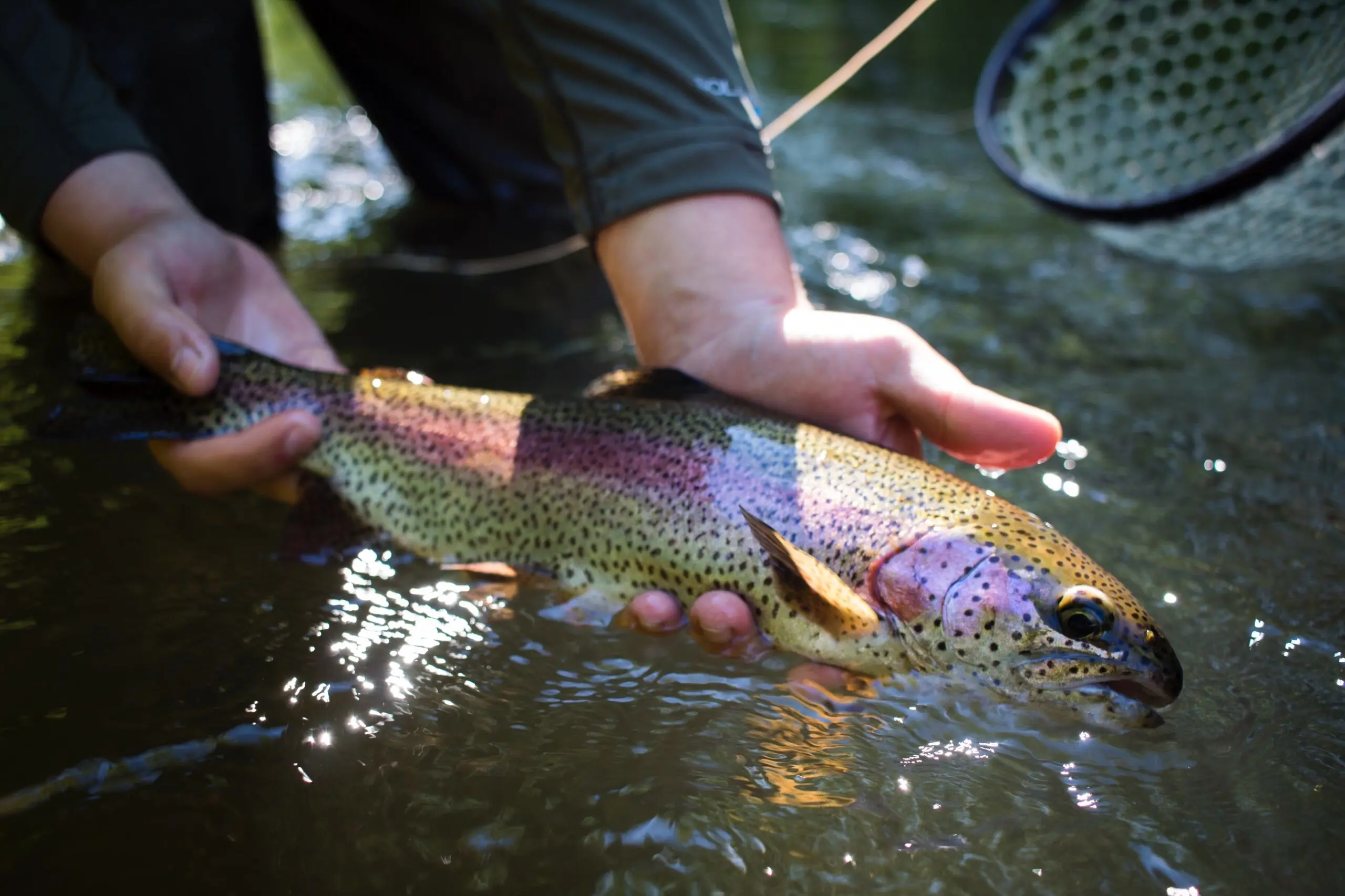 rainbow trout