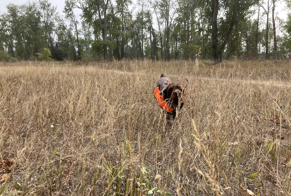 Hunting dog running through field wearing blaze orange upland vest