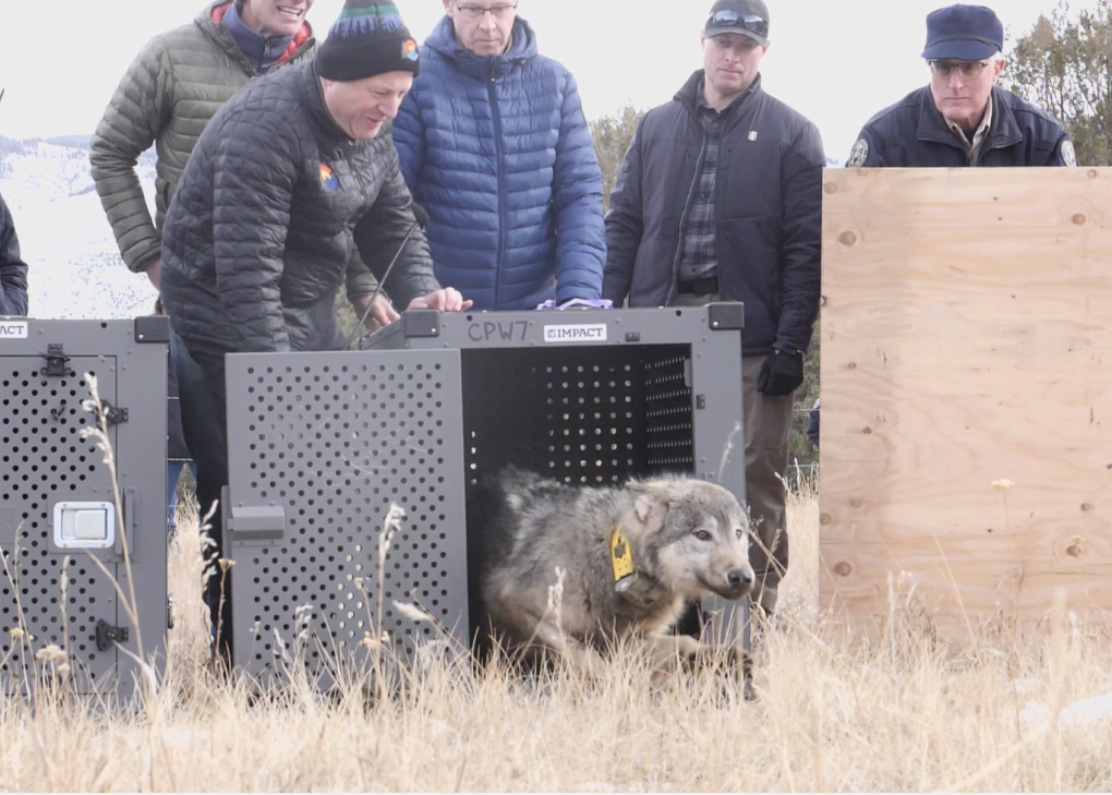 State officials release wolves in Colorado. 