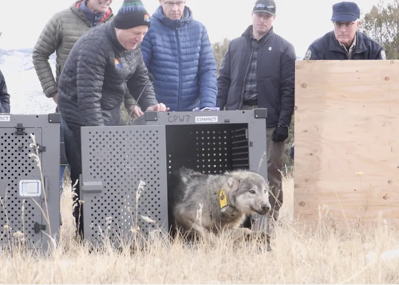 State officials release wolves in Colorado.