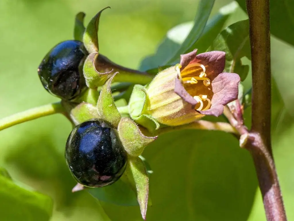 dark deadly nightshade berries