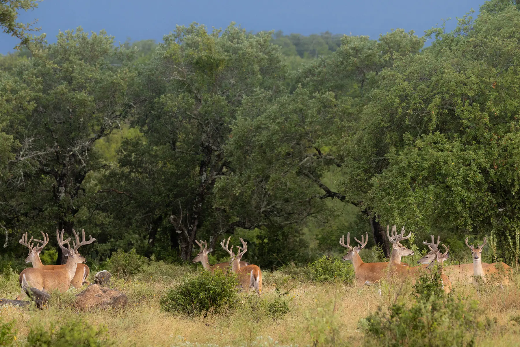 A bachelor group whitetail bucks congregates on the edge of a treeline. 