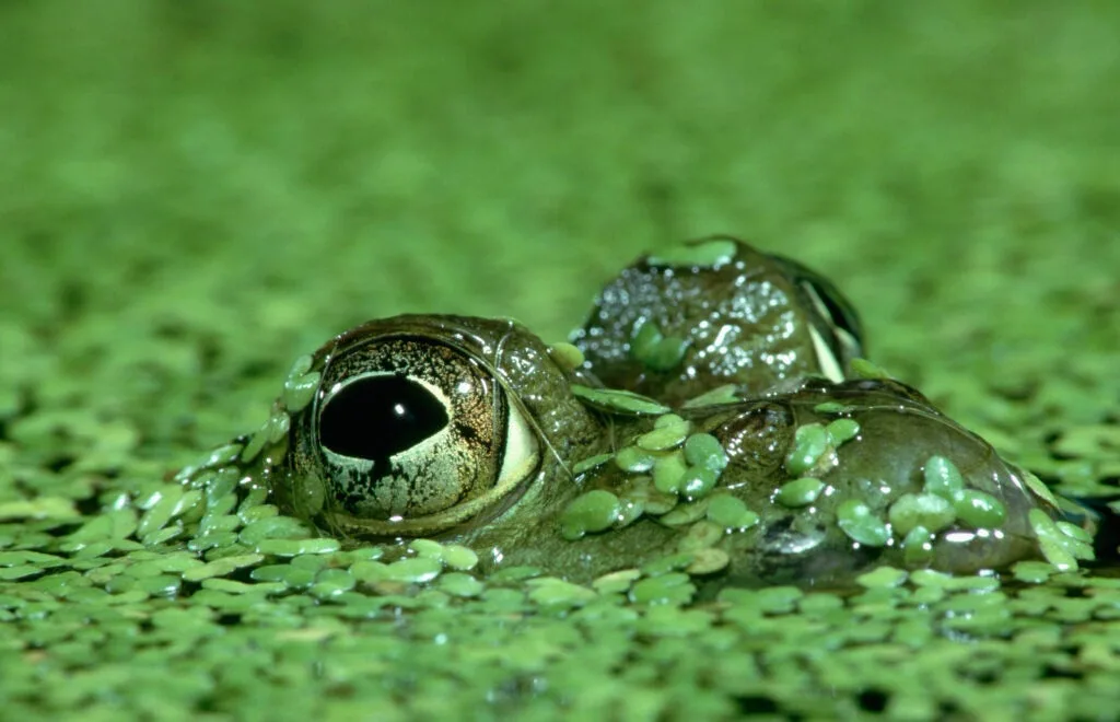 A bullfrog pokes its eyes through a mass of duckweed.