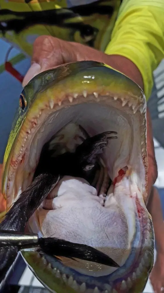 a dorado with a partially eaten otter in its mouth