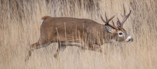 A whitetail buck chases a doe through tall tan grass.