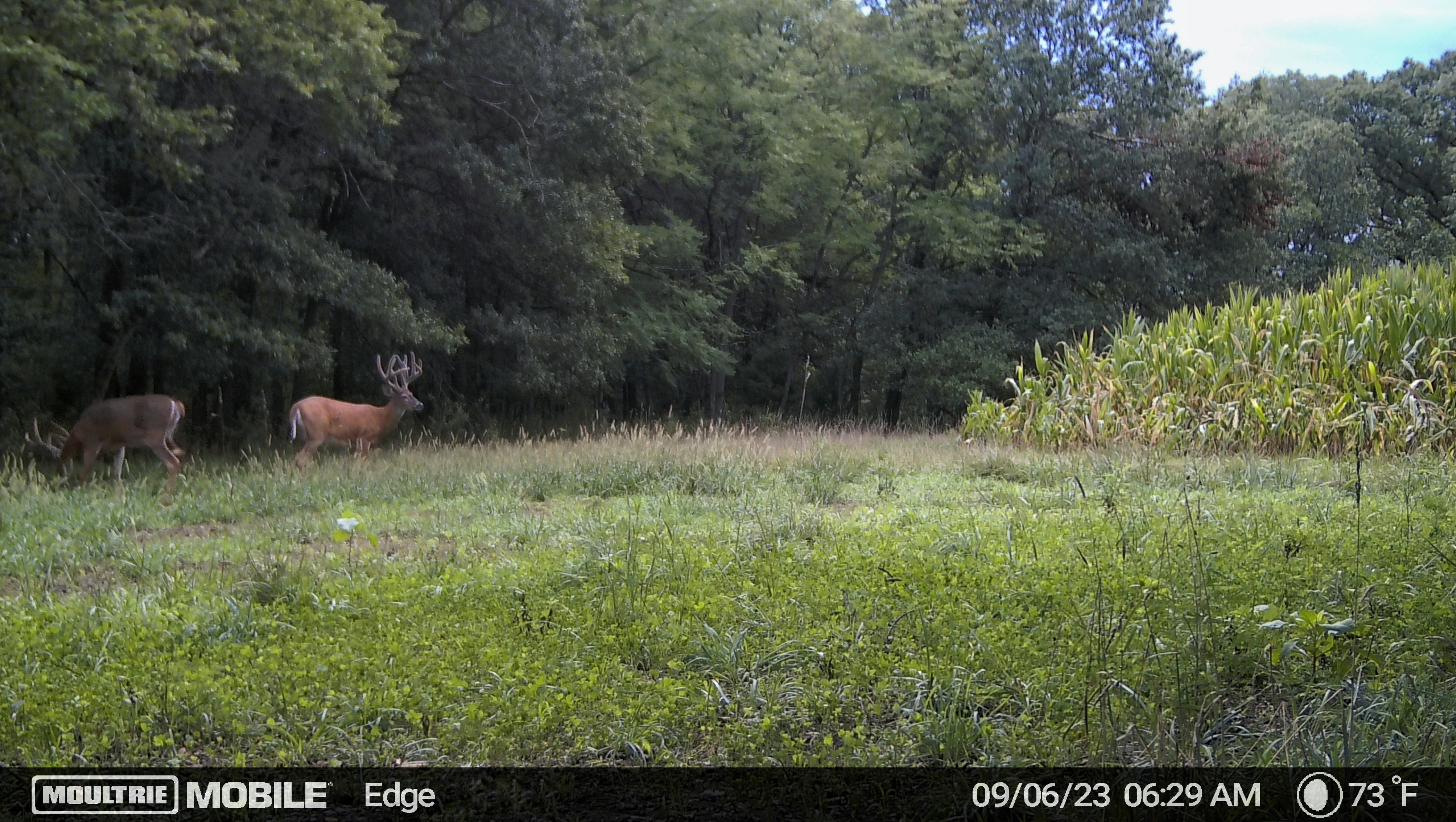 A trail camera photo of a two buck near a corn field in the morning.
