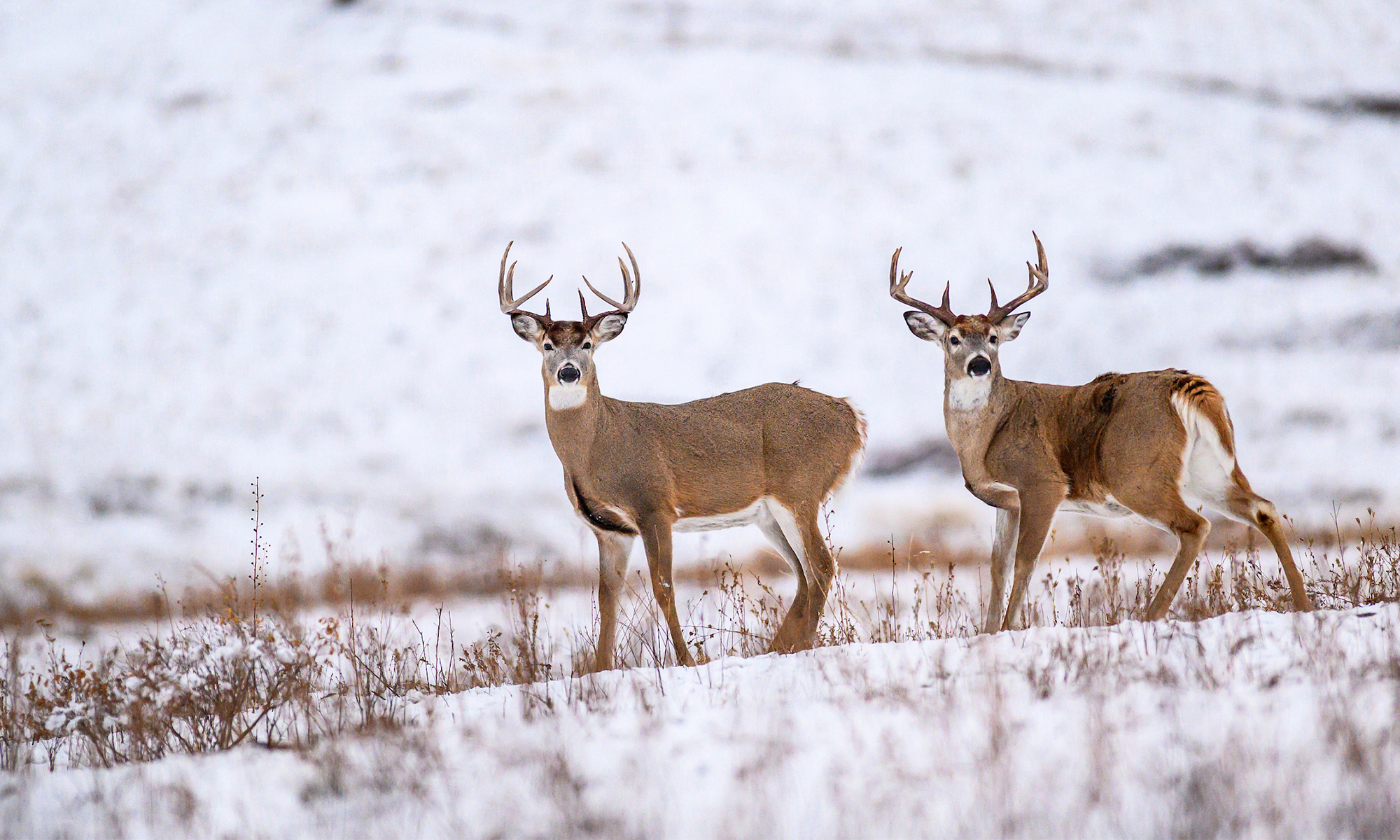 Two whitetail bucks stand on a snow-covered prairie. 
