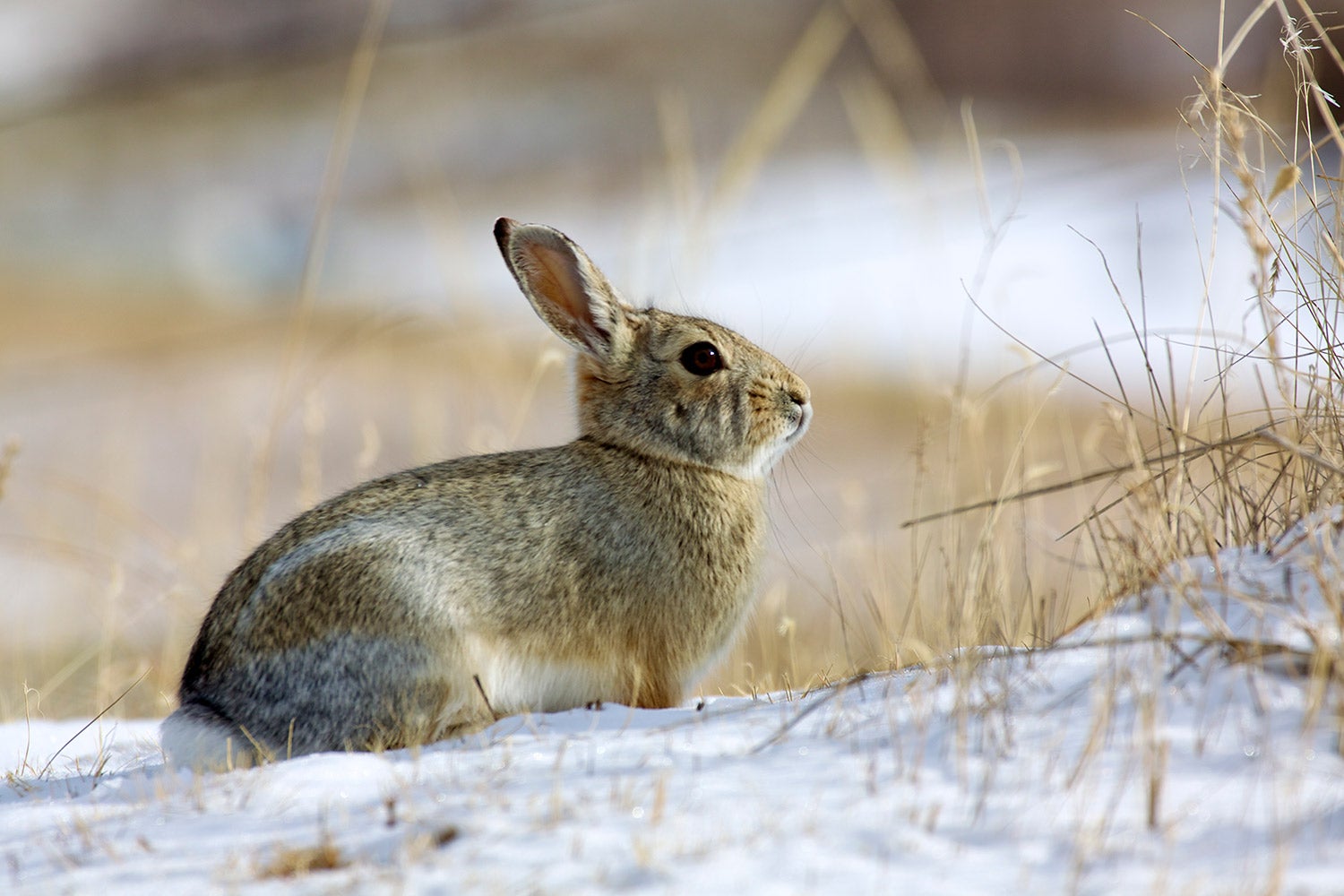 Rabbit Hunting 101 | Field & Stream