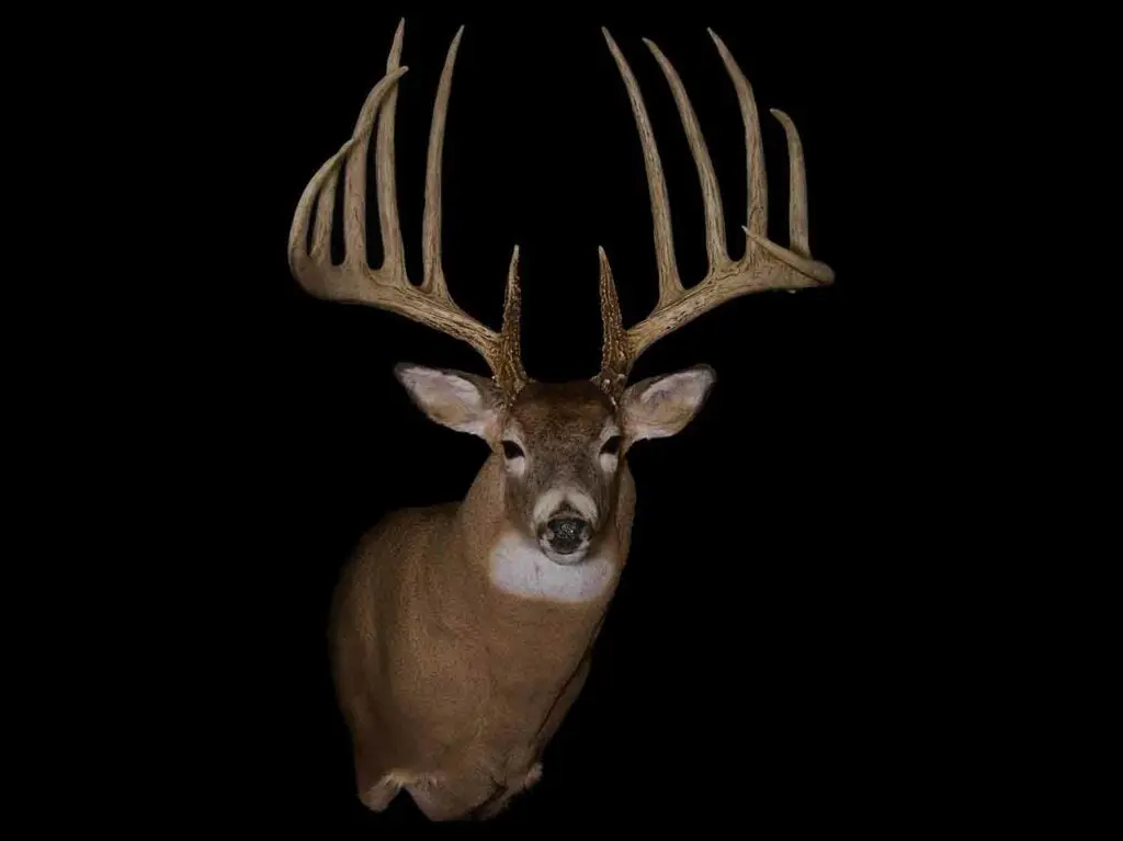 A trophy deer mount on a black background.