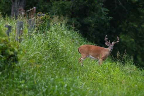 Whitetail buck in velvet next to overgrown fence